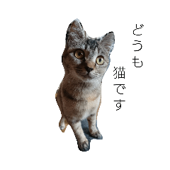 イケメンマサムネちゃん(猫)2