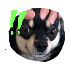 [LINEスタンプ] チワワスタンプ(おかかver) 