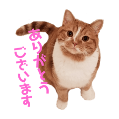 [LINEスタンプ] ゆめちゃんマン