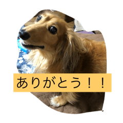 [LINEスタンプ] 宮崎家のももちゃん 