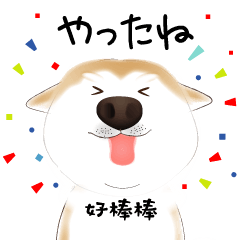 [LINEスタンプ] かわいい柴犬4(中国語付き)の画像（メイン）