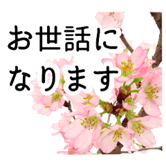 [LINEスタンプ] 暮らしに花を♪桜(敬語)の画像（メイン）