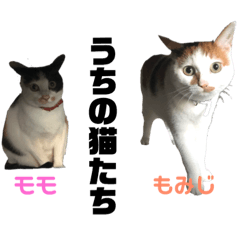 [LINEスタンプ] ウチん家のねこ 