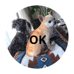 [LINEスタンプ] キングとチロル 