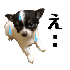 [LINEスタンプ] チワワのそうすけくん