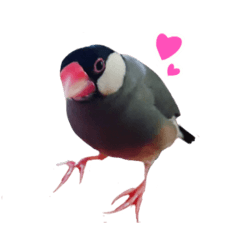 [LINEスタンプ] 文鳥のチッチとピッピ