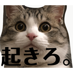 [LINEスタンプ] チロ助スタンプ9