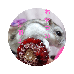 [LINEスタンプ] ハムスターのチョコの日常スタンプ