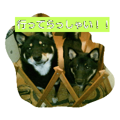 [LINEスタンプ] 黒柴 弥七と大雅