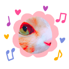 [LINEスタンプ] 今日も茶色いコタローお猫 2
