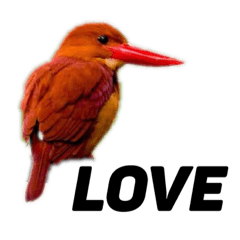 [LINEスタンプ] ハイクオリティ野鳥のメッセージ 