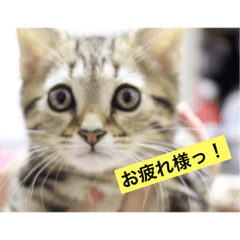 [LINEスタンプ] こてミルスタンプ
