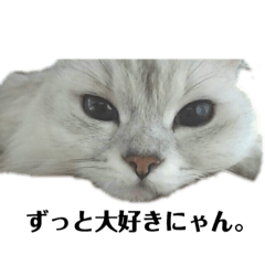 [LINEスタンプ] カワイイ猫のバニラちゃん＊チンチラ 