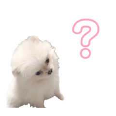 [LINEスタンプ] 愛犬もちゃ2