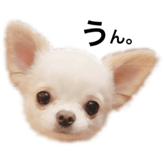 [LINEスタンプ] ちーのしゅたんぷ