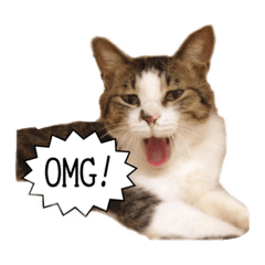 [LINEスタンプ] 保護猫ルドルフ日常English ❷ 毎日英語編
