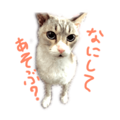 [LINEスタンプ] 飼い猫のきもち
