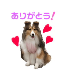 [LINEスタンプ] シェルティ クララのまったりスタンプ