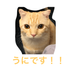 [LINEスタンプ] うにすたんぷす