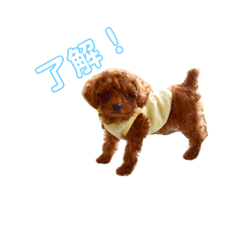 [LINEスタンプ] トイプードル＊ちくわ
