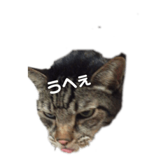 [LINEスタンプ] 猫の主張