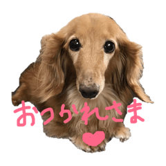 [LINEスタンプ] ダックス犬のつぶやき