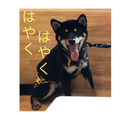 [LINEスタンプ] 超絶らんまスタンプ2