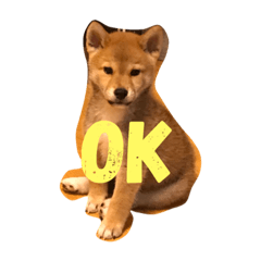 [LINEスタンプ] 柴犬 KAIくん