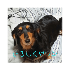 [LINEスタンプ] 愛犬のスタ fetchpriority=high