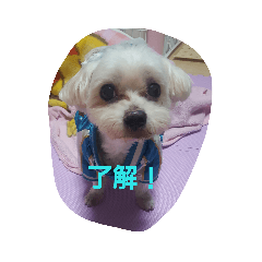 [LINEスタンプ] 藤谷ファミリー 