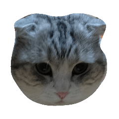 [LINEスタンプ] 我が家のスコちゃん