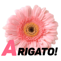 [LINEスタンプ] 伝えよう！花言葉スタンプ