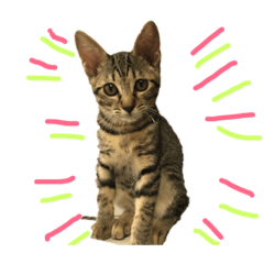[LINEスタンプ] 猫大好き❤家族物語