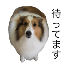 [LINEスタンプ] 愛犬エリー
