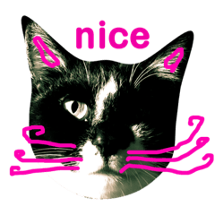[LINEスタンプ] 簡単ねこ語