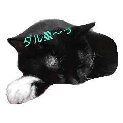 [LINEスタンプ] 黒ニャンコの日常