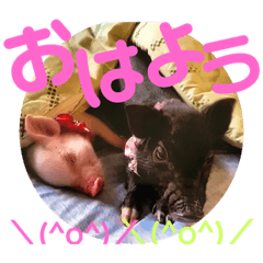 [LINEスタンプ] ミニブタ  とん太・悟天・すもも1