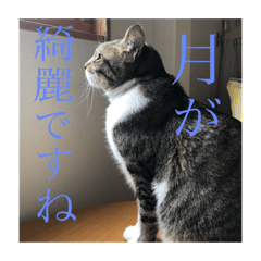 [LINEスタンプ] 使い道のないだみおスタンプ