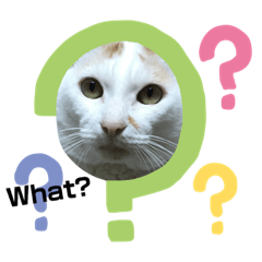 [LINEスタンプ] ミーちゃんの日常