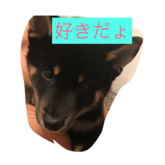 [LINEスタンプ] 柴犬ダイヤ君と杏ちゃん♡ 