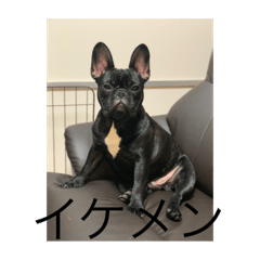 [LINEスタンプ] フレンチブルドック おはぎ 