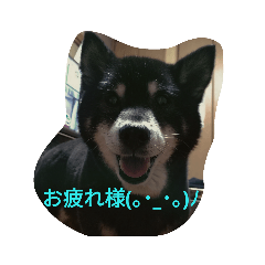 [LINEスタンプ] 黒柴チイスタンプ 