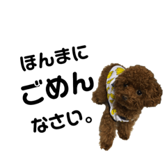 [LINEスタンプ] ティーカッププードルクロムくん2