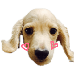 [LINEスタンプ] レインの日常