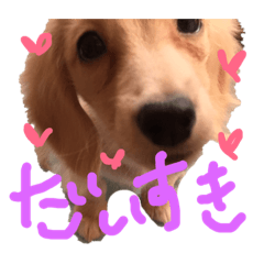 [LINEスタンプ] 犬☆スタンプ