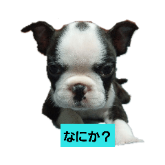 [LINEスタンプ] ボストンテリア ボビケリ