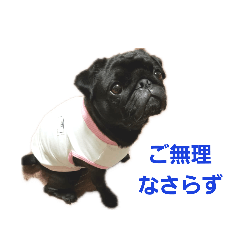 [LINEスタンプ] 黒パグ虎哲4