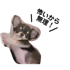 [LINEスタンプ] みんなだいすきカイくん