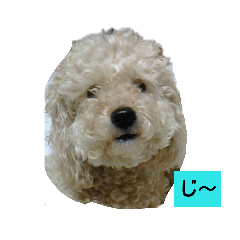 [LINEスタンプ] トマプー 