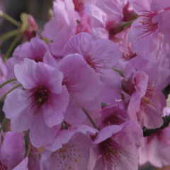 [LINEスタンプ] 駿河の桜 